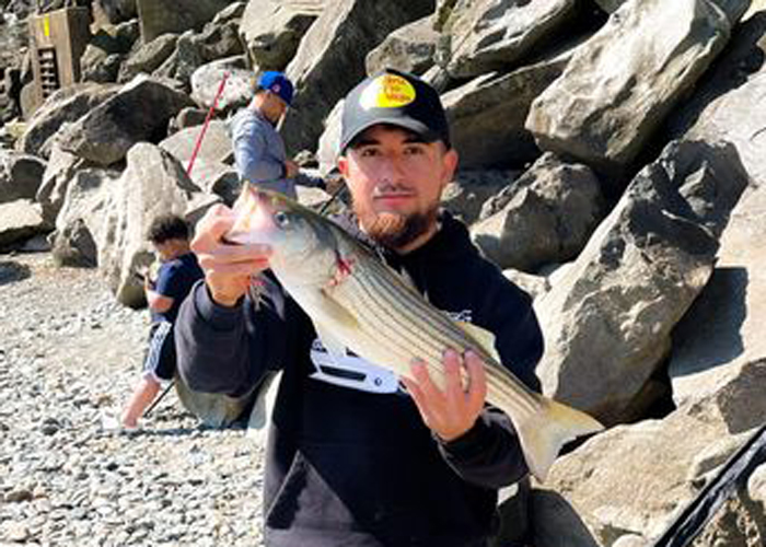 rockfish in the dam pool