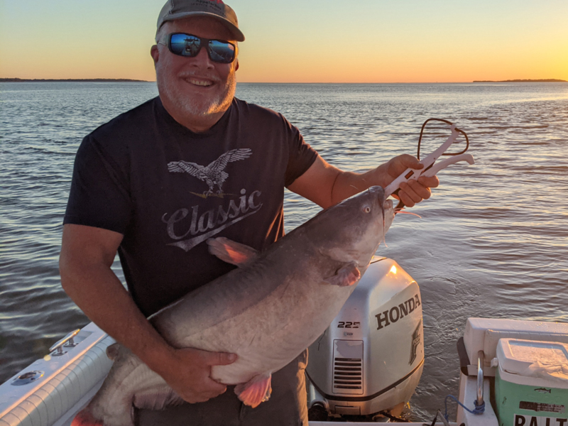 big catfish in the bay