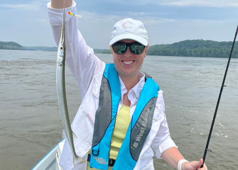 needlefish caught in the bay