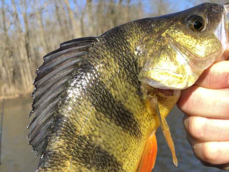 yellow perch