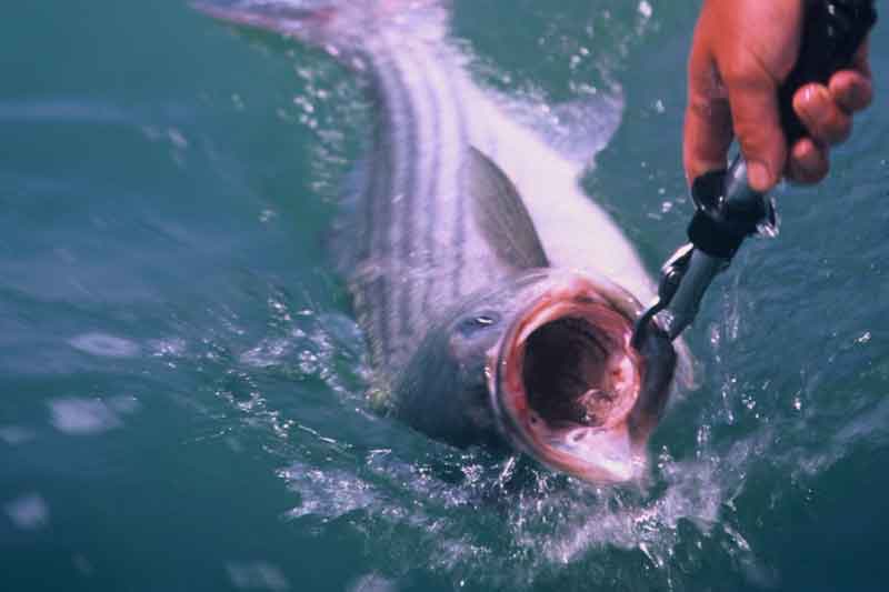 releasing rockfish