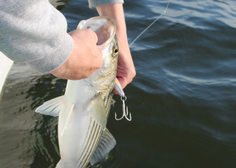 rockfish before release