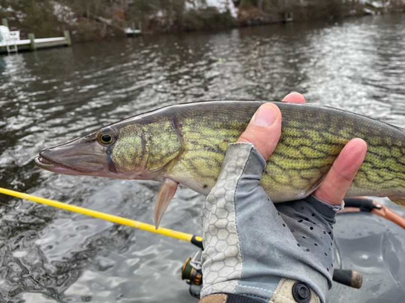 holding a pickerel fish