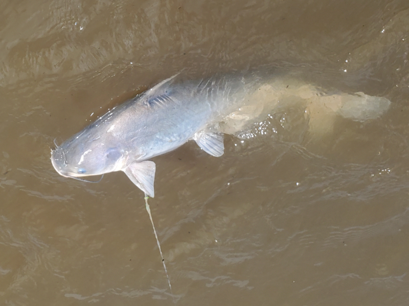 ugly catfish in muddy water