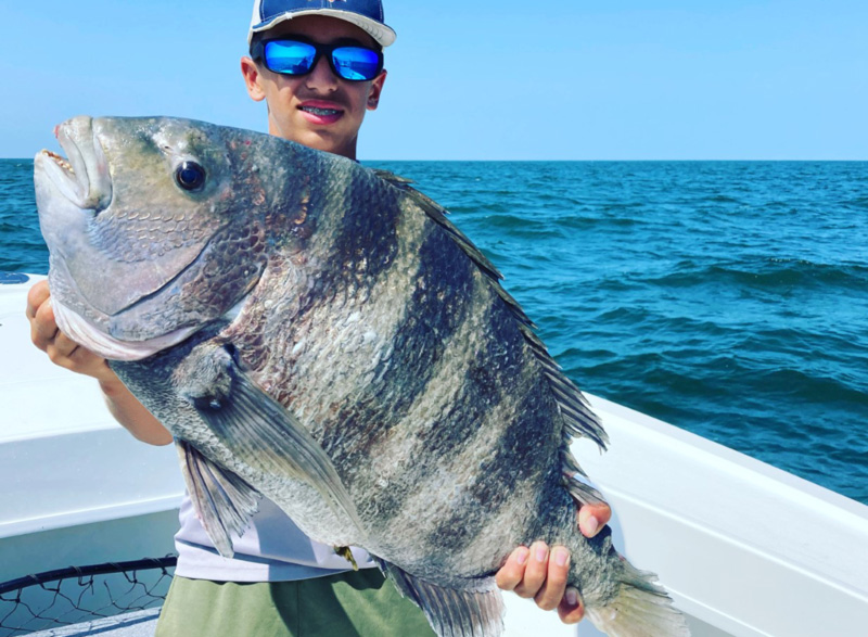 huge sheepshead caught in the chesapeake