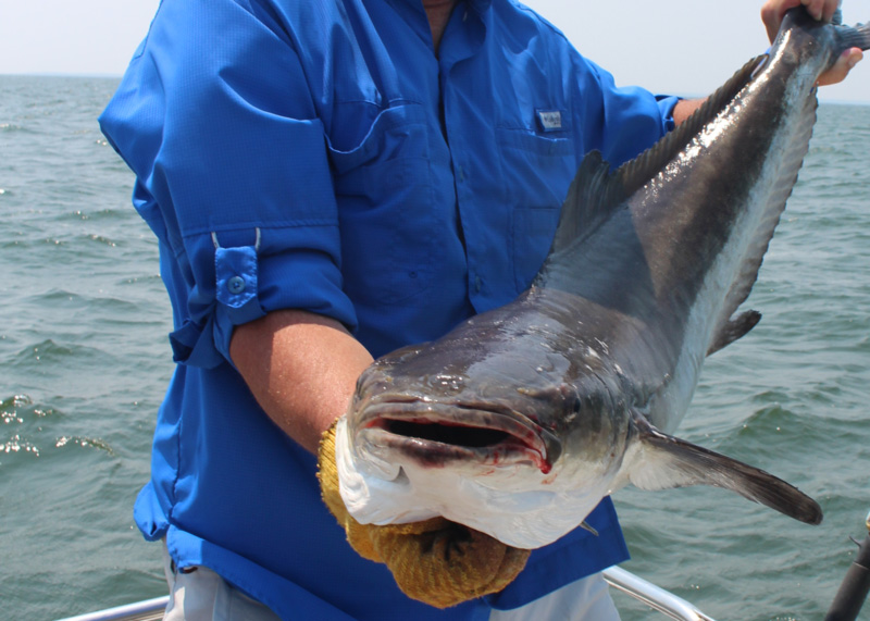 chesapeake bay cobia fishing