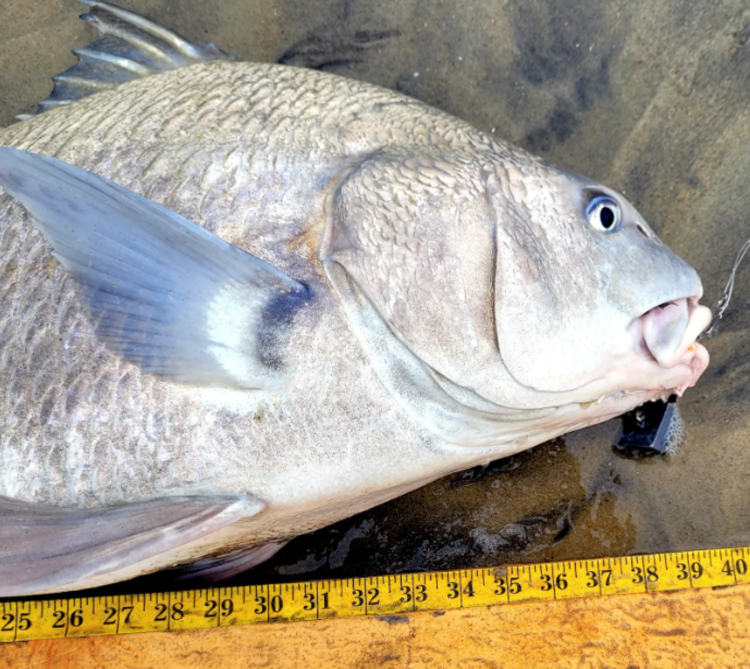 black drum on the beach