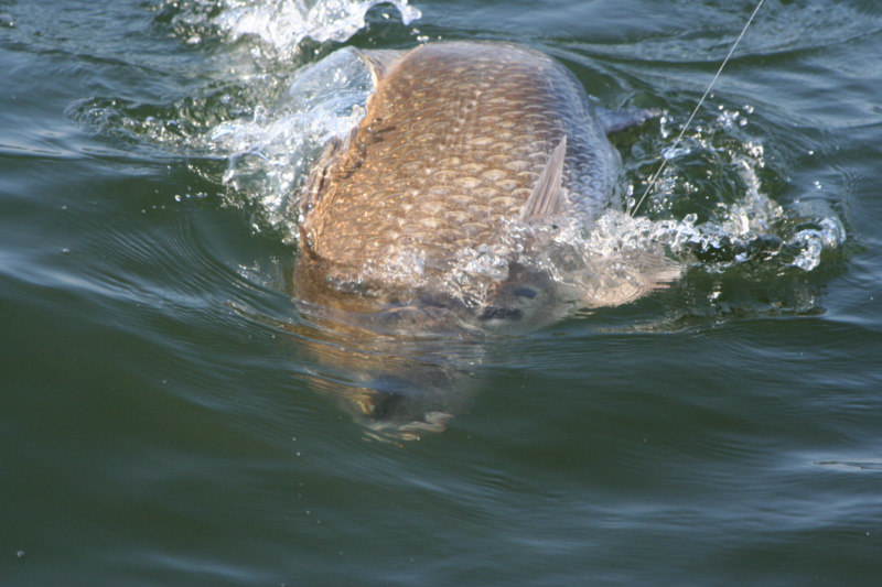 drum in the water