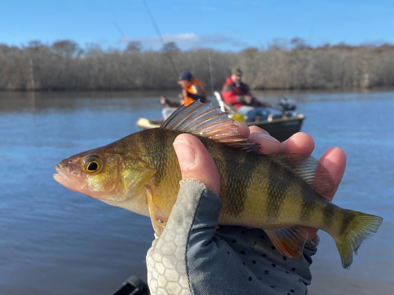 perch fishing on the shore