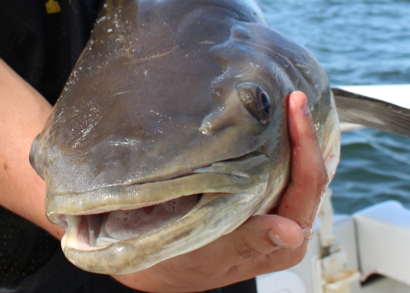 cobia 