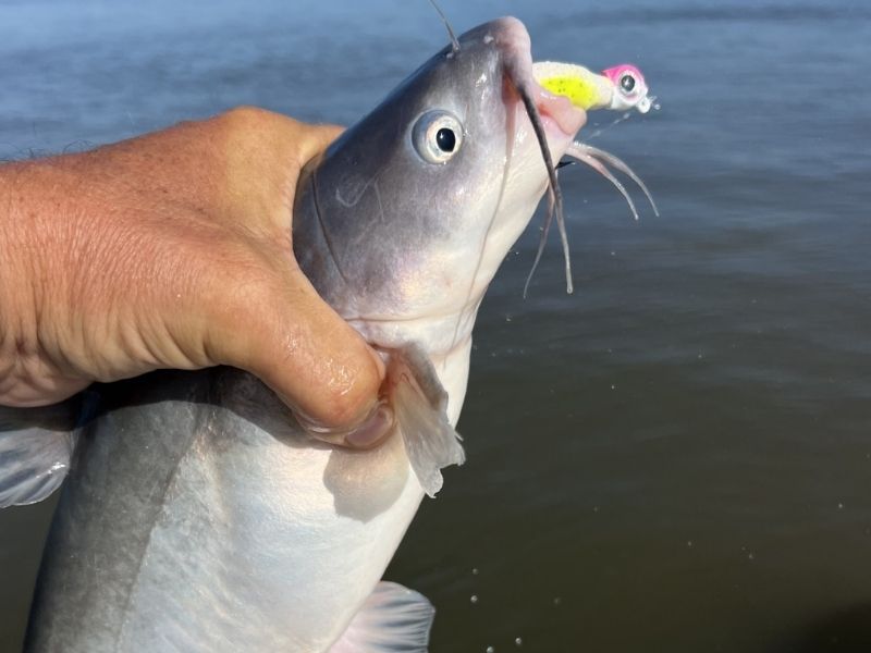Blue catfish fishing Susquehanna River