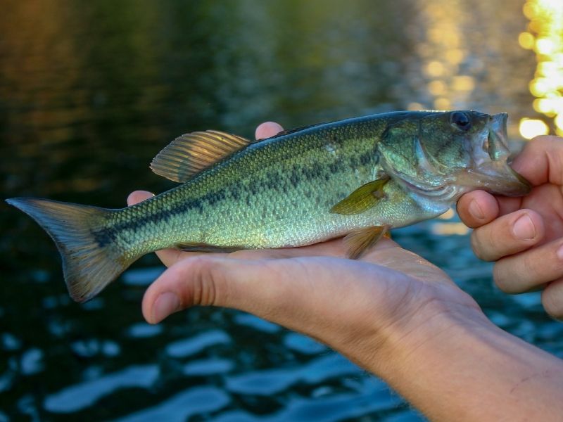 Largemouth bass fishing