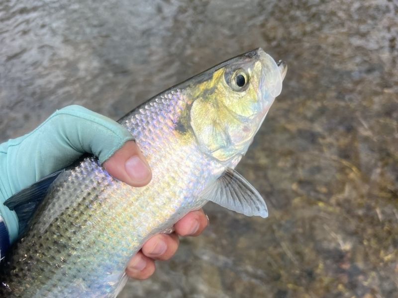 Shad fishing Maryland