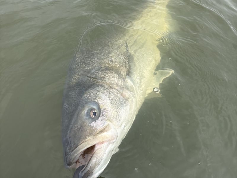 Spring striped bass fishing