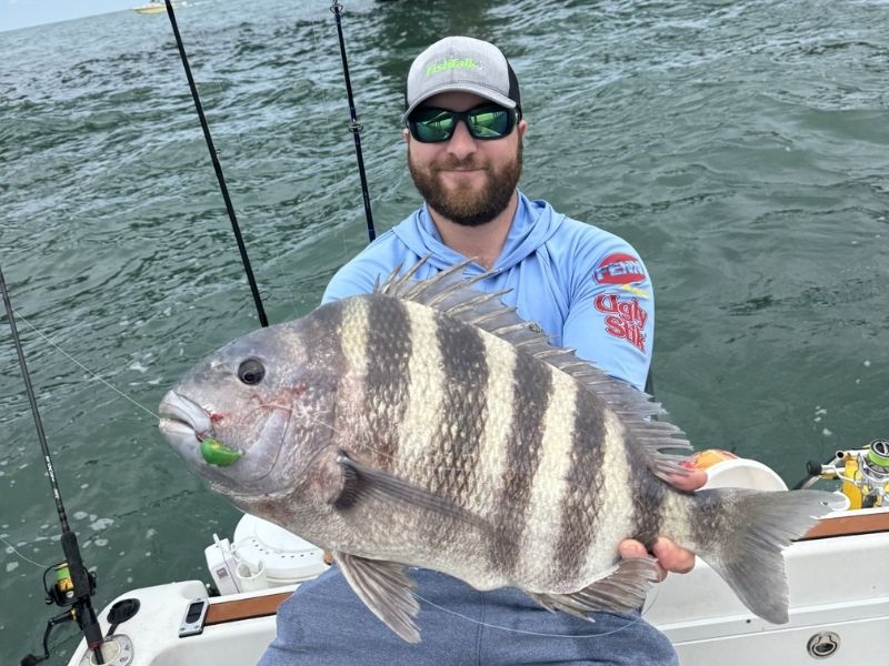 sheepshead fishing chesapeake bay