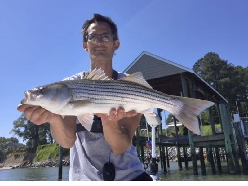 striped bass fishing chesapeake bay