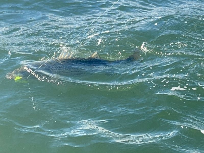 Trophy striped bass fishing Chesapeake Bay