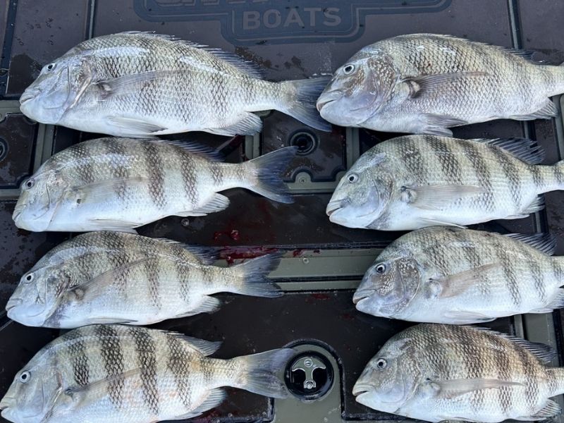 sheepshead fishing chesapeake bay