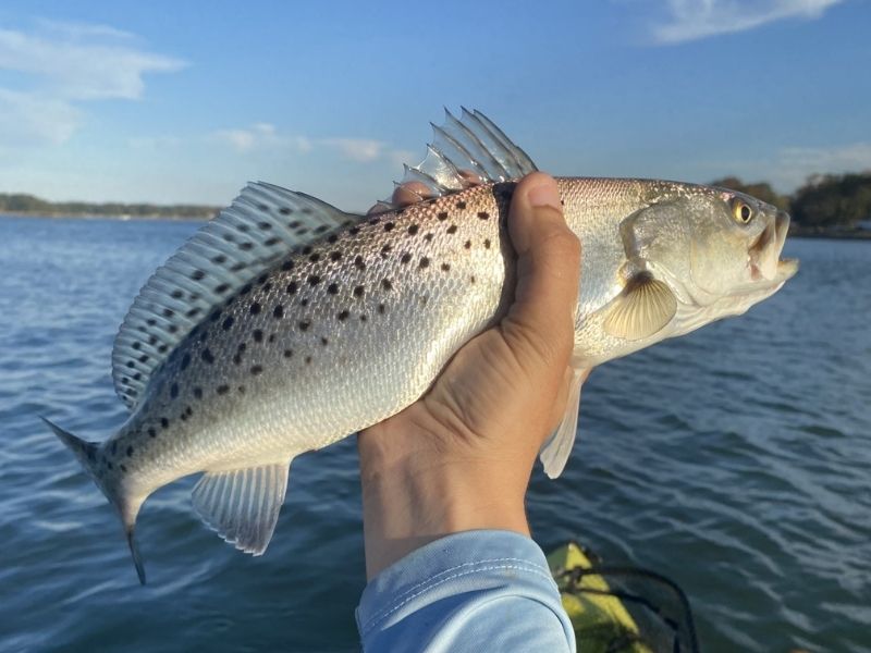Speckled trout fishing Chesapeake Bay
