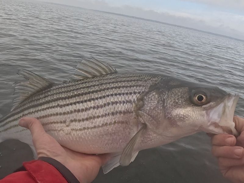 Striped bass fishing Chesapeake Bay