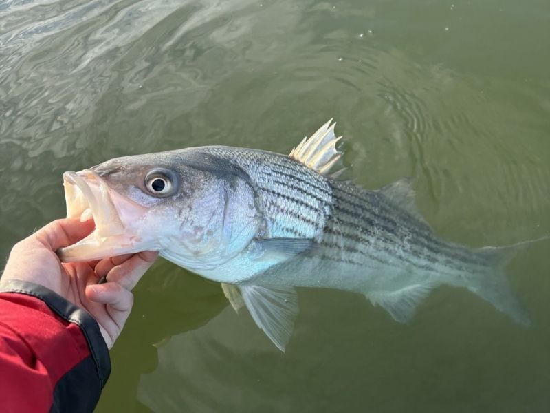 Striped bass fishing Chesapeake Bay