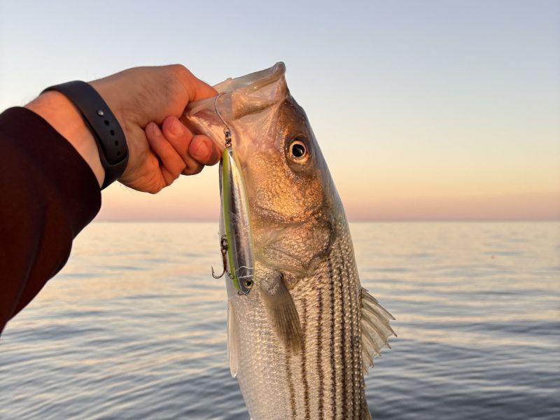 striped bass fishing chesapeake bay