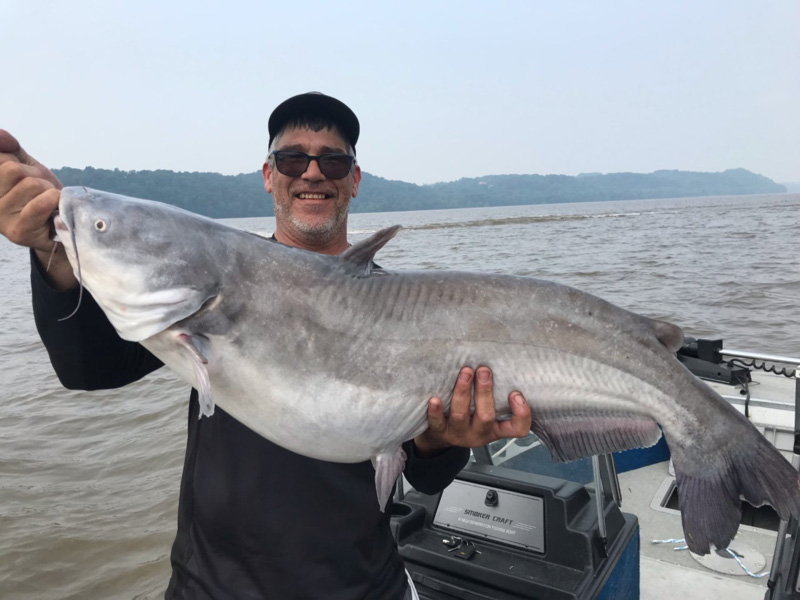 chesapeake blue cats