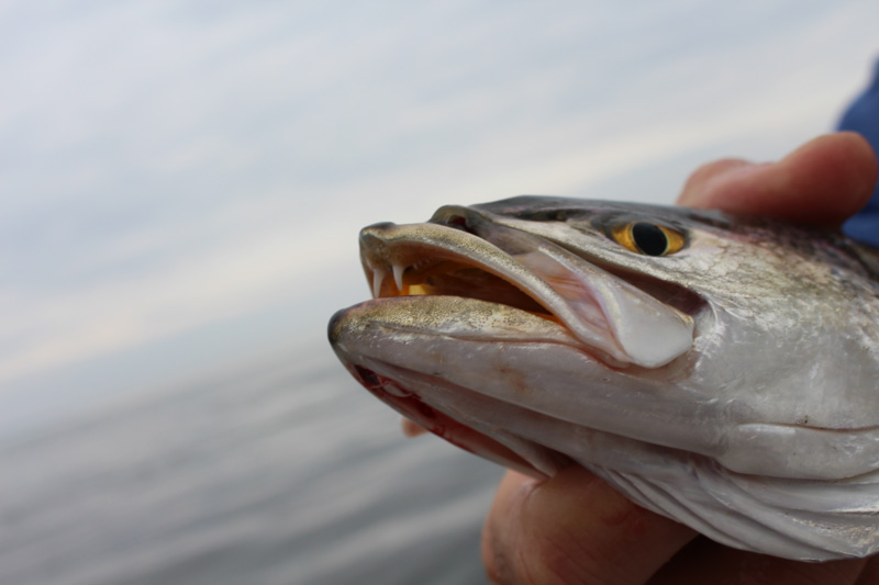 speckled sea trout in virginia