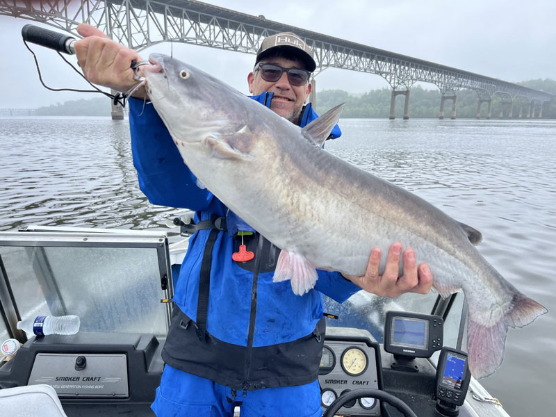 monster susquehanna catfish