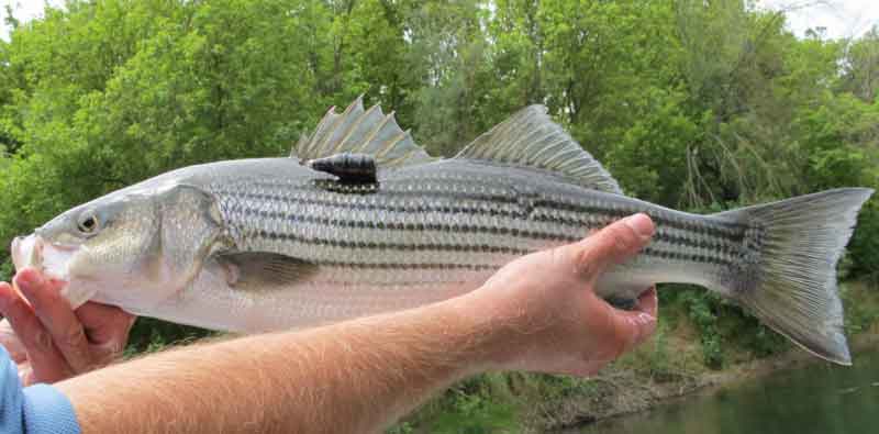 striped bass tagged with acoustic telemetry tag