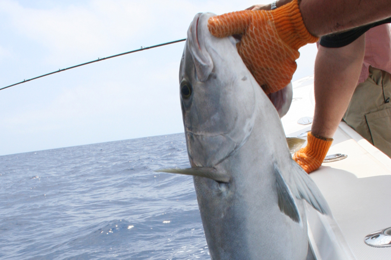 angler holds an amberjack