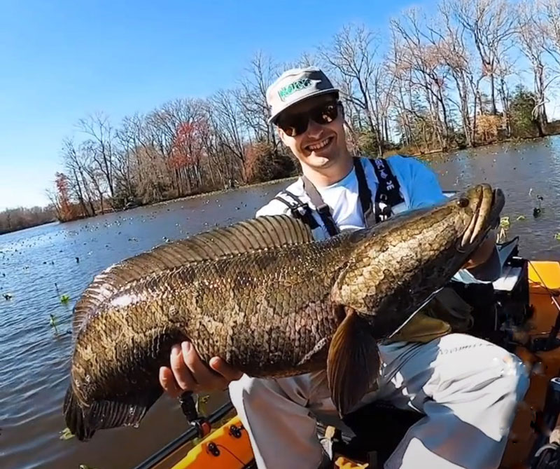 mark with a big snakehead