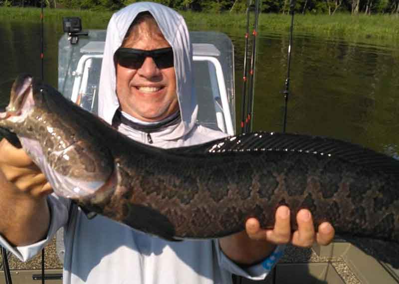 apex predators with snakehead fish