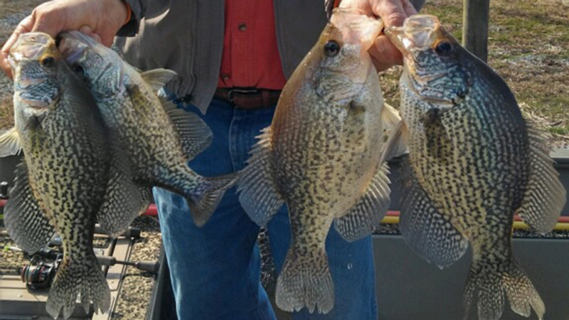 apex predators crappie fishing guides