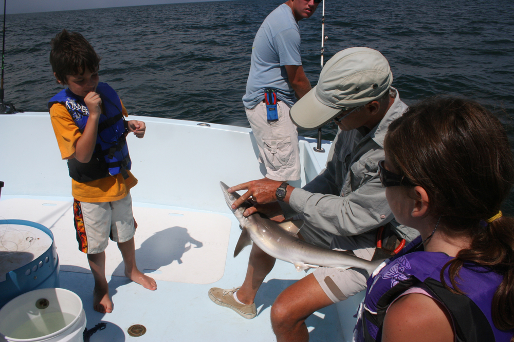 shark on boat