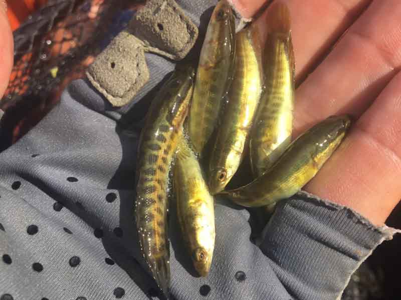 baby snakehead fish in hand