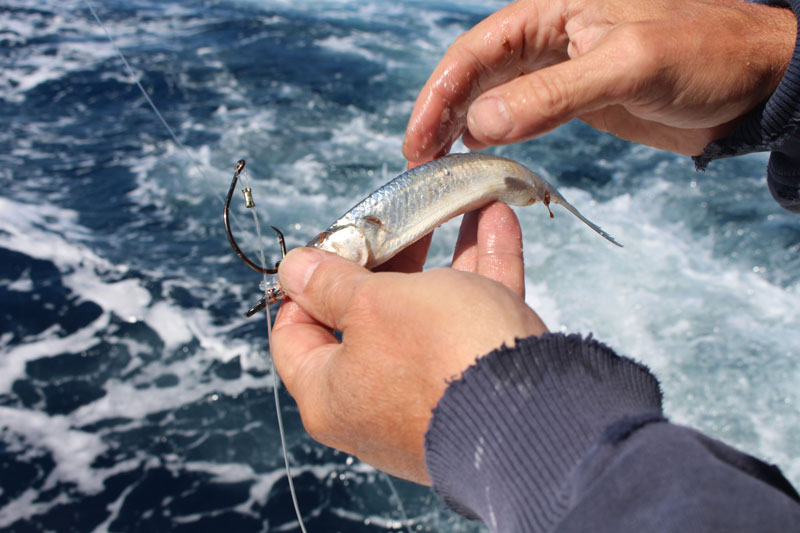 a ballyhoo rigged for a pitch bait