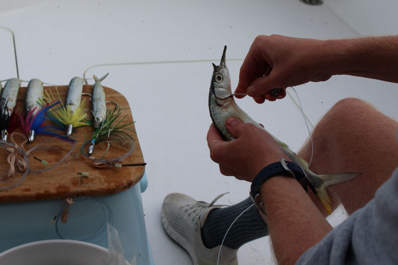 putting a ballyhoo on a skirt rig