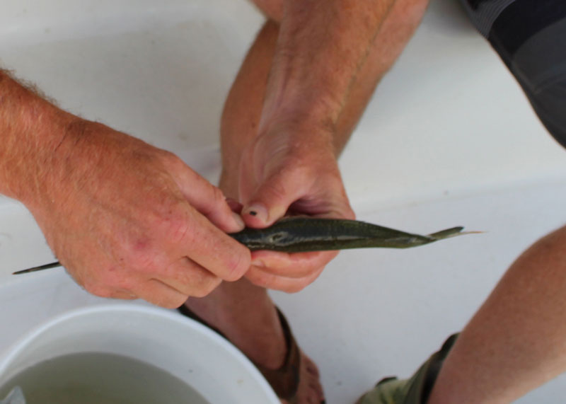 prepping a ballyhoo bait