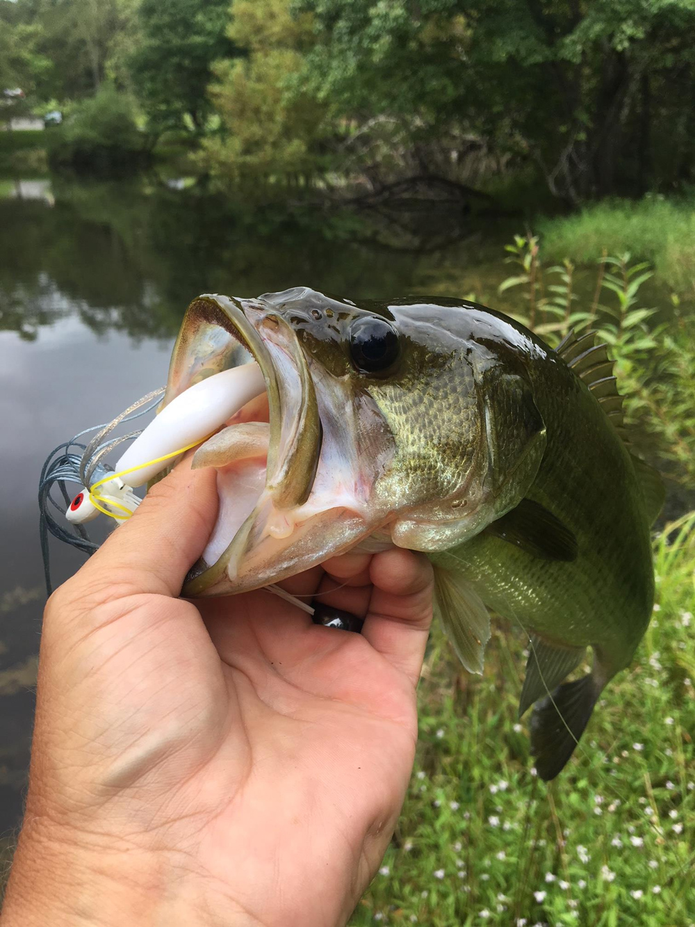 largemouth bass on jig