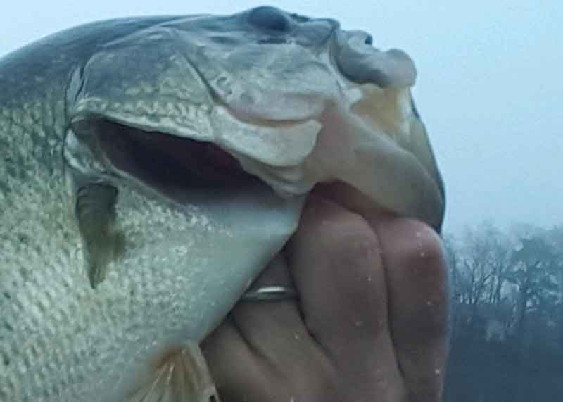 largemouth bass fish held up