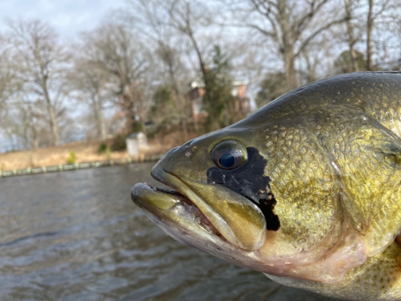 largemouth bass in pond