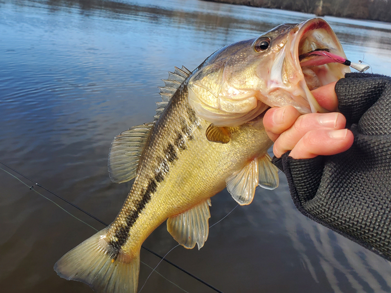 bass on a dart