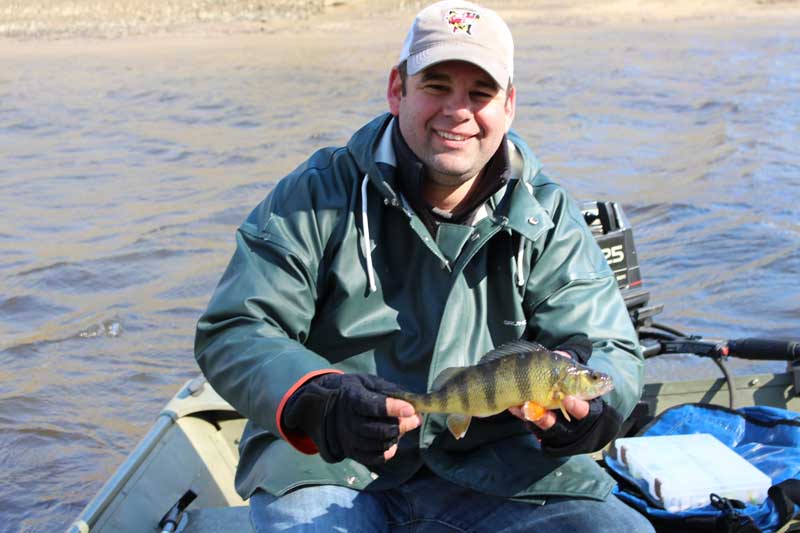 yellow perch in the chesapeake