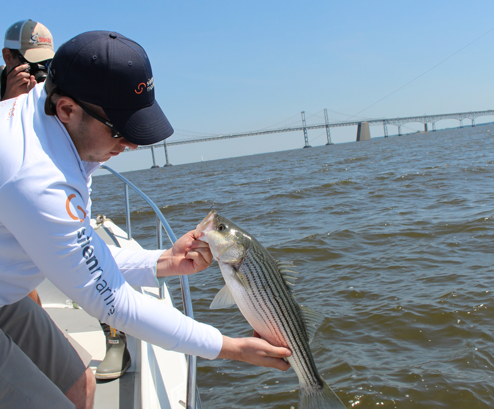 May 2018 Upper Chesapeake Bay Fishing Report