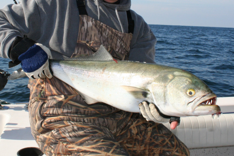 big ocean bluefish