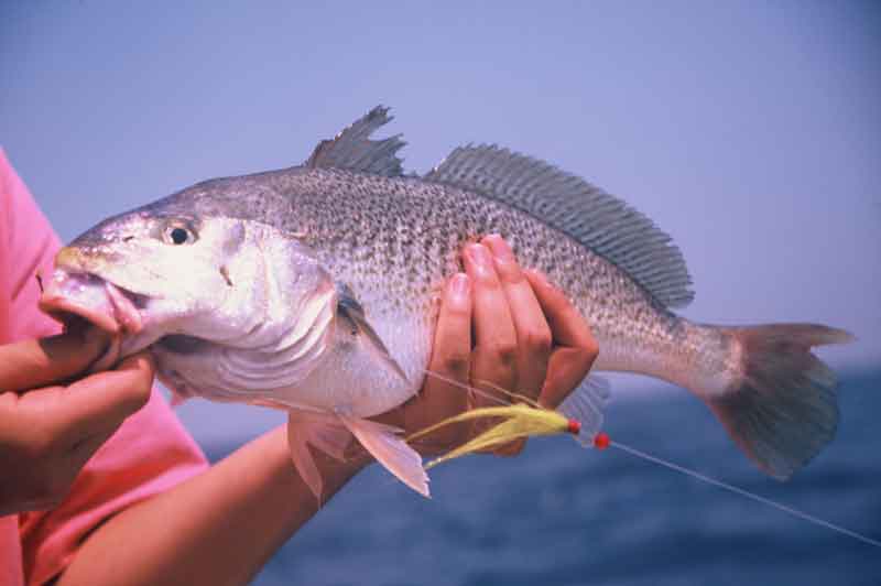 angler holds up a big croaker