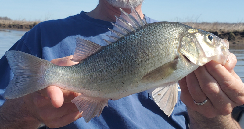 huge white perch