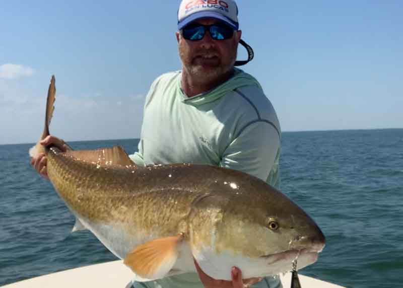 huge redfish