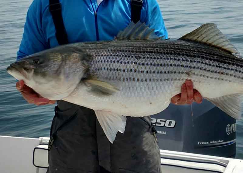 big rockfish caught on the bay